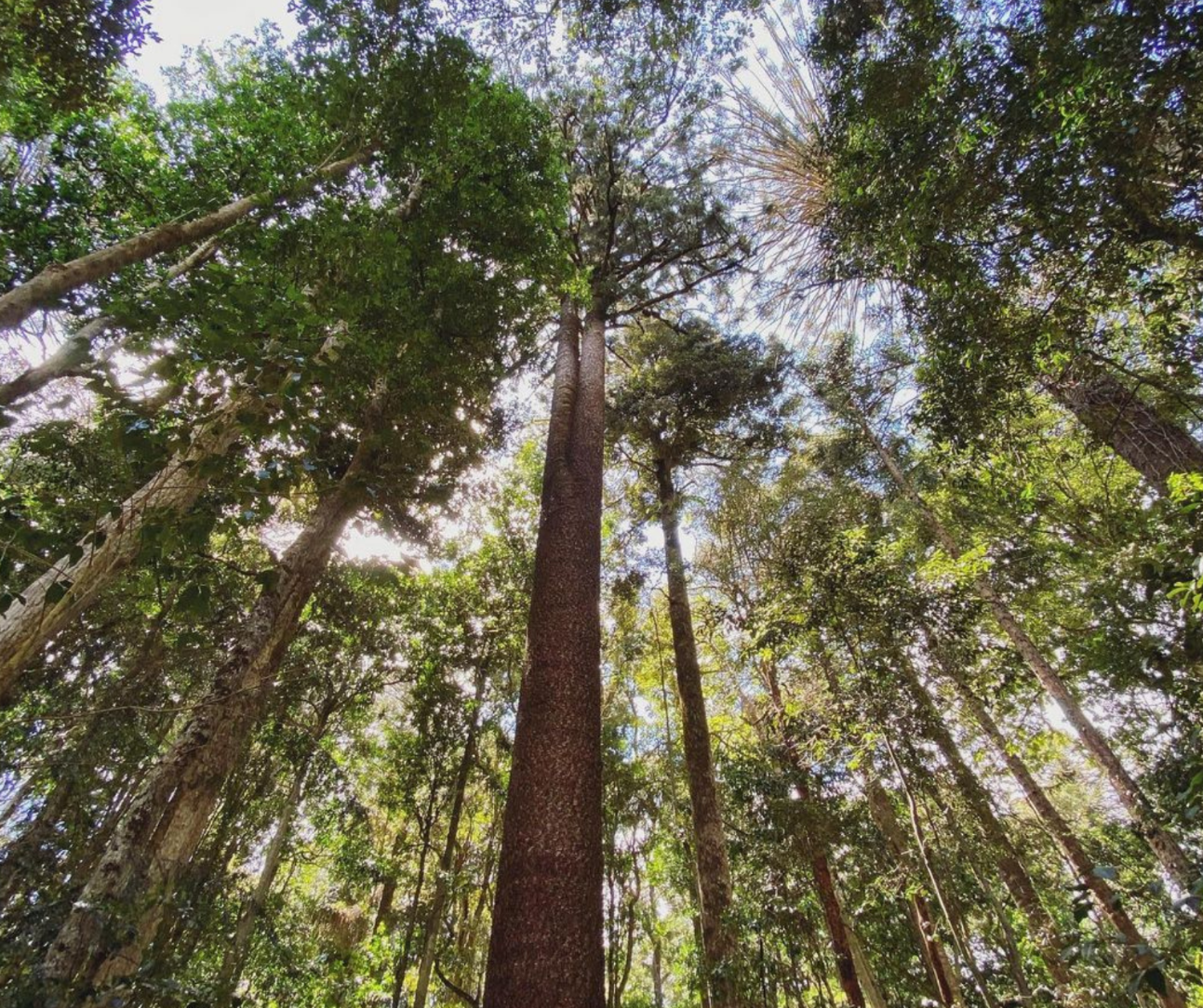 Women's Retreat | Bunya Mountains
